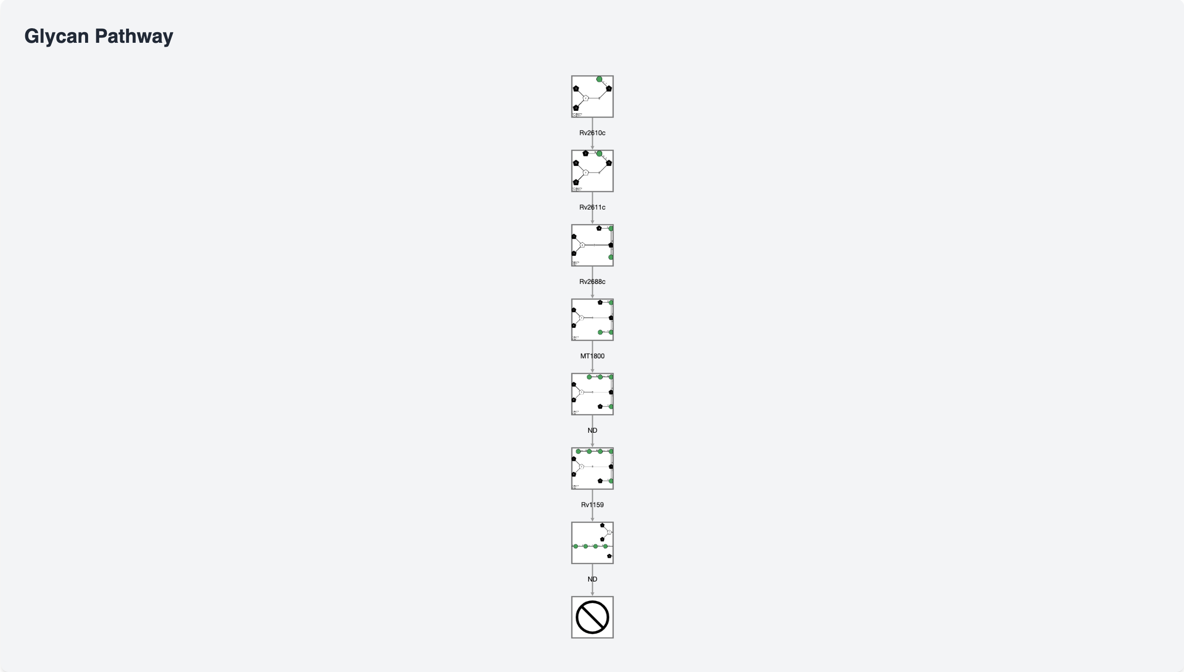 Glycan Pathway Visualization